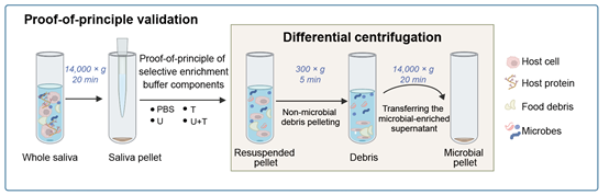 Schematic illustration of the proof-of-principle validation supporting development of the OSaMPle workflow.